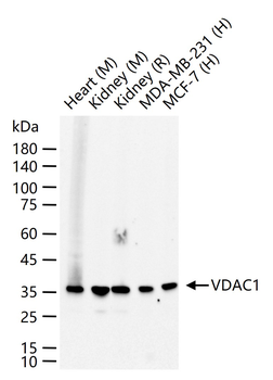 VDAC1 Recombinant Rabbit Monoclonal Antibody (Mitochondrial Loading Control)