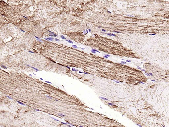 VDAC1 Recombinant Rabbit Monoclonal Antibody (Mitochondrial Loading Control)