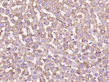 VDAC1 Recombinant Rabbit Monoclonal Antibody (Mitochondrial Loading Control)