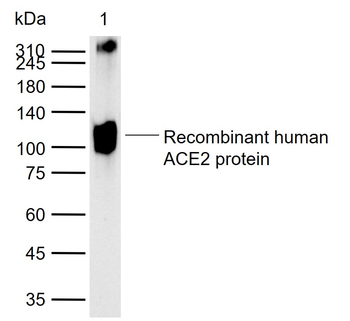ACE2 Rabbit Polyclonal Antibody