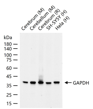 GAPDH Recombinant Rabbit Monoclonal Antibody (Loading Control)