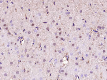 GAPDH Recombinant Rabbit Monoclonal Antibody (Loading Control)