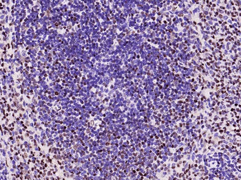 GAPDH Recombinant Rabbit Monoclonal Antibody (Loading Control)