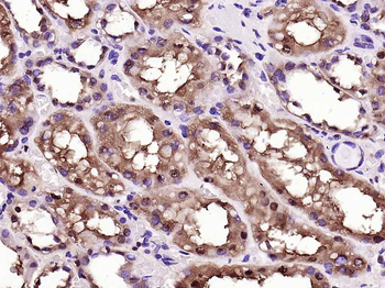 GAPDH Recombinant Rabbit Monoclonal Antibody (Loading Control)