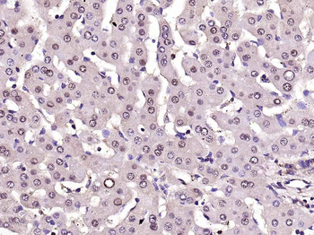 GAPDH Recombinant Rabbit Monoclonal Antibody (Loading Control)