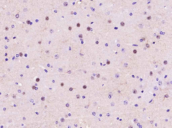 GAPDH Recombinant Rabbit Monoclonal Antibody (Loading Control)