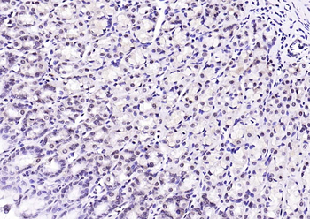 Ubiquitin Mouse Monoclonal Antibody