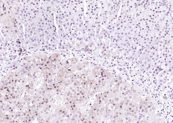 Ubiquitin Mouse Monoclonal Antibody