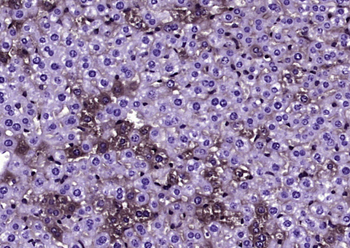 Ubiquitin Mouse Monoclonal Antibody