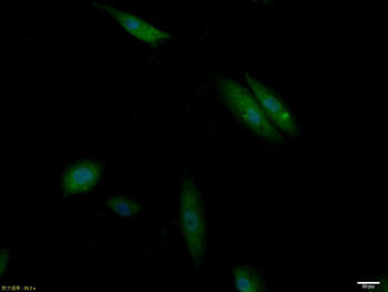 Phospho-IRS1 (Tyr1229) Rabbit Polyclonal Antibody