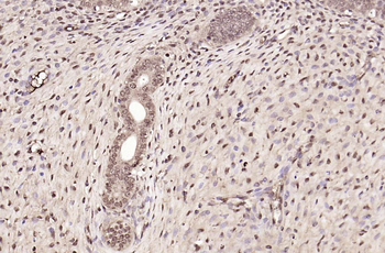 Phospho-IRS1 (Tyr1229) Rabbit Polyclonal Antibody