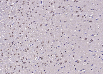 Phospho-IRS1 (Tyr1229) Rabbit Polyclonal Antibody