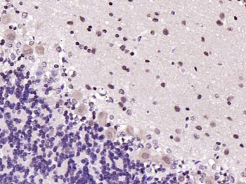 Phospho-IRS1 (Tyr1229) Rabbit Polyclonal Antibody