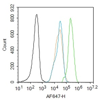 Phospho-IRS1 (Tyr1229) Rabbit Polyclonal Antibody