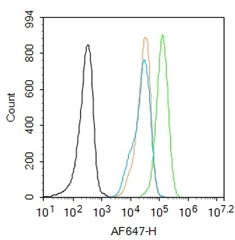Phospho-IRS1 (Tyr1229) Rabbit Polyclonal Antibody