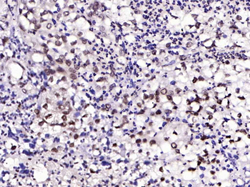 Phospho-IRS1 (Tyr1229) Rabbit Polyclonal Antibody