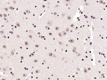 Phospho-IRS1 (Tyr1229) Rabbit Polyclonal Antibody