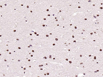 Phospho-IRS1 (Tyr1229) Rabbit Polyclonal Antibody
