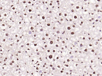 Phospho-IRS1 (Tyr1229) Rabbit Polyclonal Antibody