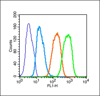 Phospho-TAK1 (Thr187) Rabbit Polyclonal Antibody