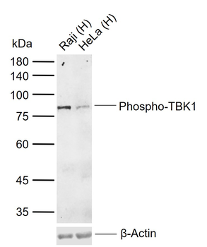 Phospho-TBK1 (Ser172) Rabbit Polyclonal Antibody