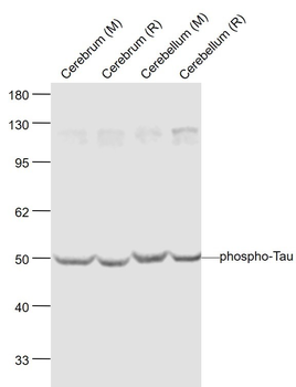Phospho-Tau (Ser262) Rabbit Polyclonal Antibody