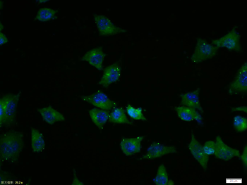 Phospho-Tau (Ser721) Rabbit Polyclonal Antibody