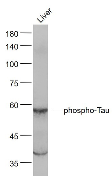 Phospho-Tau (Ser214) Rabbit Polyclonal Antibody