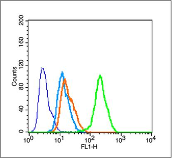 Phospho-Tau (Ser416) Rabbit Polyclonal Antibody