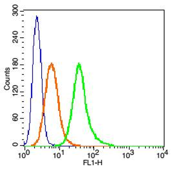 Phospho-MAP2 (Ser136) Rabbit Polyclonal Antibody
