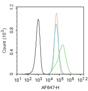 Phospho-MAP2 (Ser136) Rabbit Polyclonal Antibody