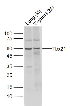 Tbx21 Rabbit Polyclonal Antibody