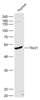 Tbx21 Rabbit Polyclonal Antibody