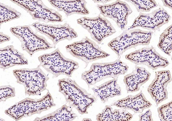 Elongin B Rabbit Polyclonal Antibody