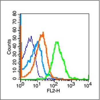 Phospho-TERT (Ser1125) Rabbit Polyclonal Antibody