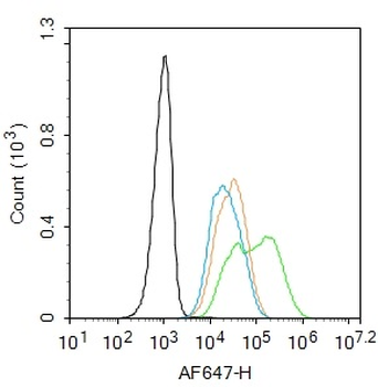 Phospho-TERT (Ser1125) Rabbit Polyclonal Antibody