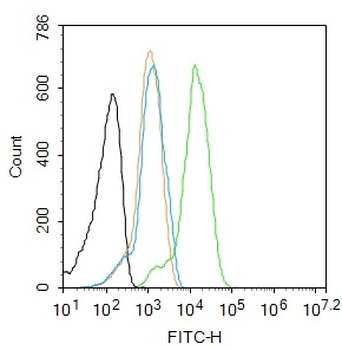 Phospho-TERT (Ser1125) Rabbit Polyclonal Antibody