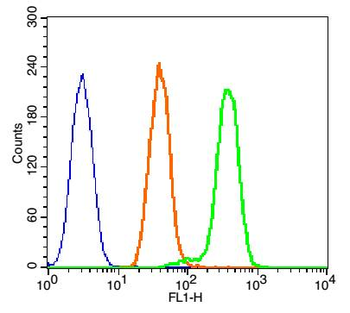 Phospho-P38 MAPK (Thr180) Rabbit Polyclonal Antibody