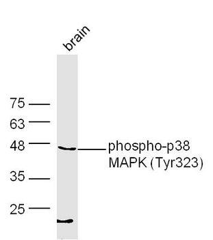 Phospho-p38 MAPK (Tyr323) Rabbit Polyclonal Antibody