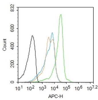 PRAK Rabbit Polyclonal Antibody