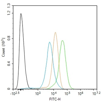 Phospho-TOP2A (Ser1106) Rabbit Polyclonal Antibody