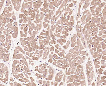 Phospho-p23 (Ser113) Rabbit Polyclonal Antibody