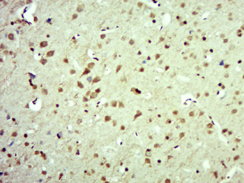 Phospho-p23 (Ser113) Rabbit Polyclonal Antibody