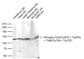 Phospho-TrkA (Tyr674 + Tyr675) + TrkB (Tyr706 + Tyr707) Rabbit Polyclonal Antibody