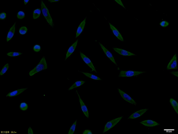 Phospho-TrkB (Tyr705) Rabbit Polyclonal Antibody