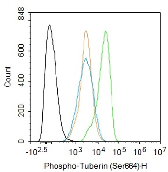 Phospho-Tuberin (Ser664) Rabbit Polyclonal Antibody
