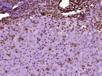 Phospho-TH (Ser31) Rabbit Polyclonal Antibody