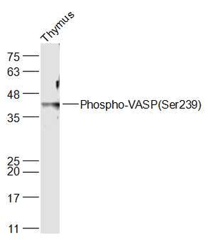 Phospho-VASP (Ser239) Rabbit Polyclonal Antibody