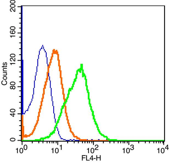 CR2 Rabbit Polyclonal Antibody