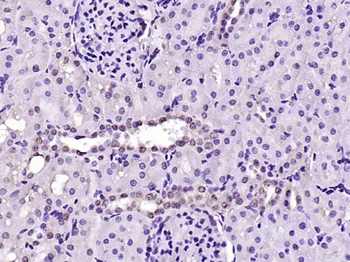 HDAC1 Rabbit Polyclonal Antibody